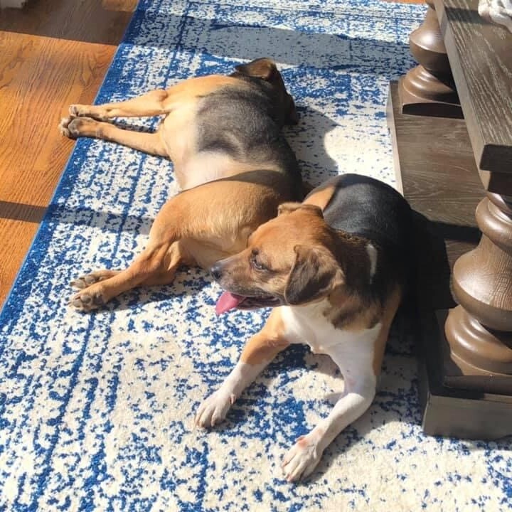 Two dogs sunbathing